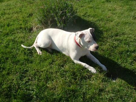 ma chienne Betise.