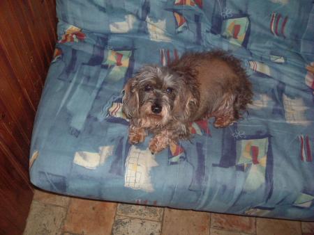 ma chienne malrome